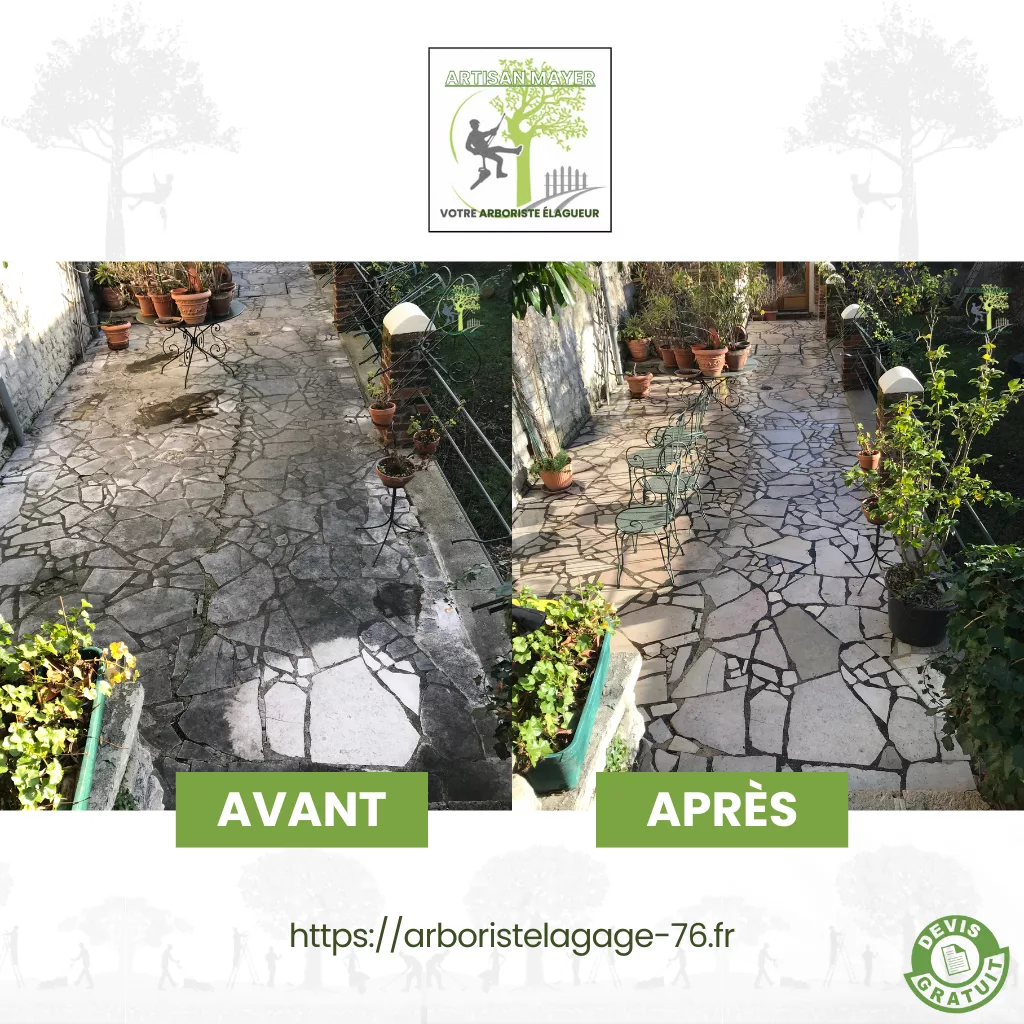 Avant Apres elagage abattage dessouchage taille de haie creation pelouse pose cloture entretien jardin arboristelagage-76.fr ML Artisan Elagueur