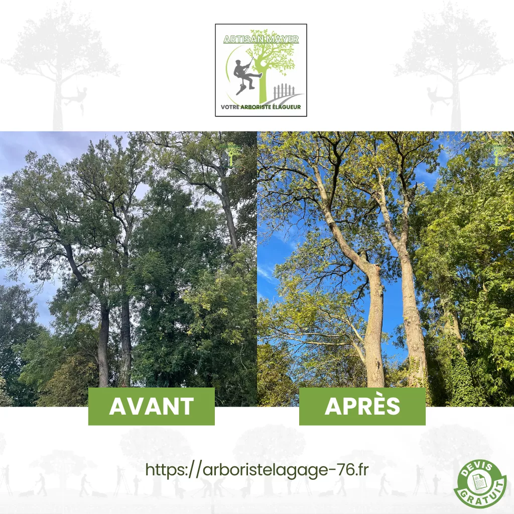 Avant Apres elagage abattage dessouchage taille de haie creation pelouse pose cloture entretien jardin arboristelagage-76.fr ML Artisan Elagueur